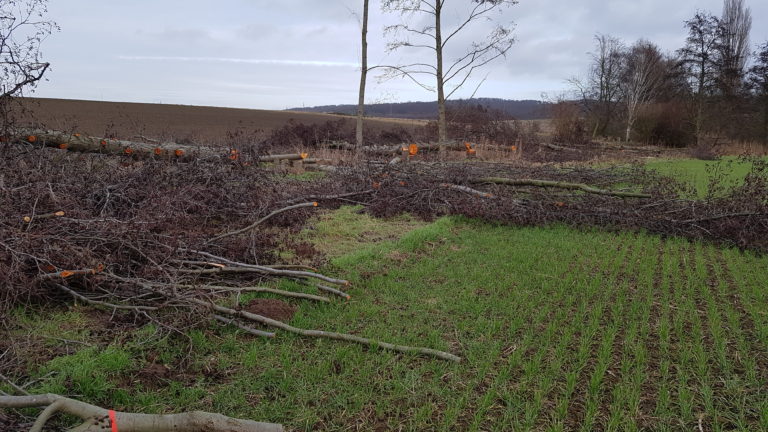 Unnötige Baumfällungen am Osterbach